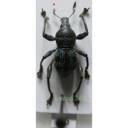 Metapocyrtus negrosensis Schultze, 1925 Philippines9c